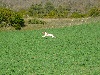  - calandrier des fields,ete,autonne,hiver 2011